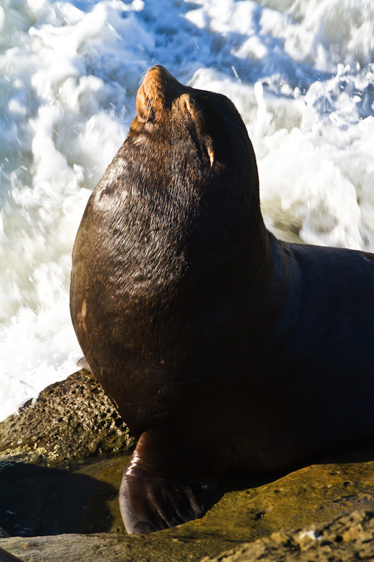 California Sea Lion